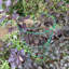 Aieden Metal Weather Resistant Plant Support-1308705819