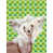 Chien chinois à crête (brun) sélectionné