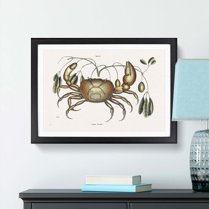Land Crab by Mark Catesby - Picture Frame Painting Print, 62cm H x 87cm W x 2cm D, Black Framed