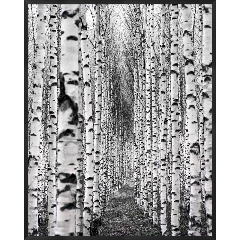 Birch Pathway Photography by Lillian August