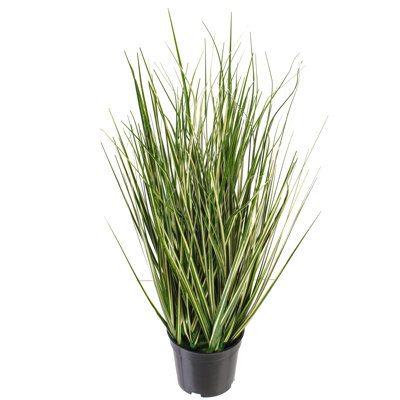 Herbe verte 60 po