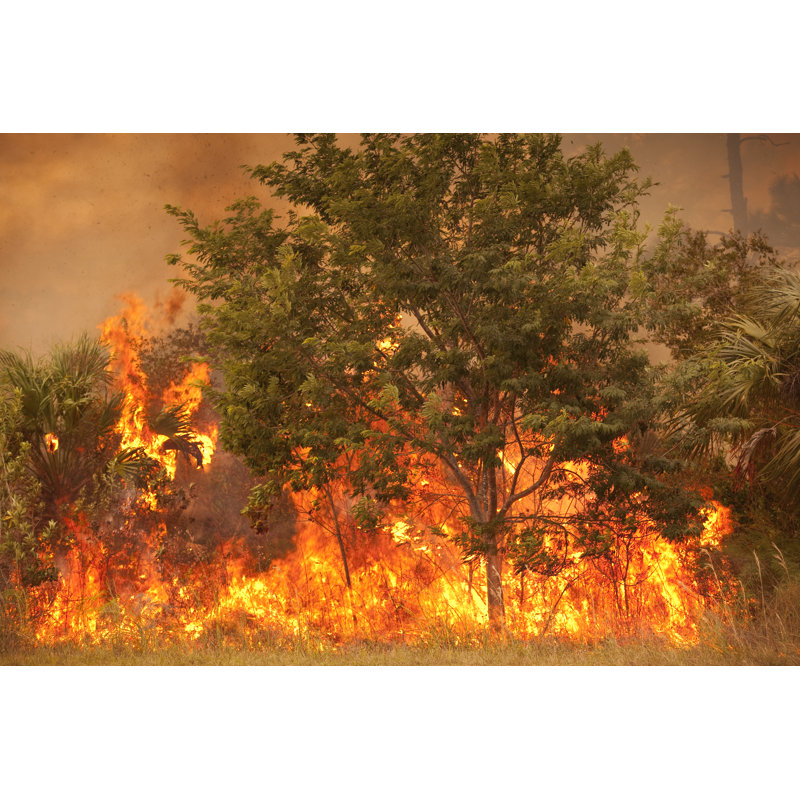 Smoke and Burnt Wilderness by Pgiam, 20" H x 30" W