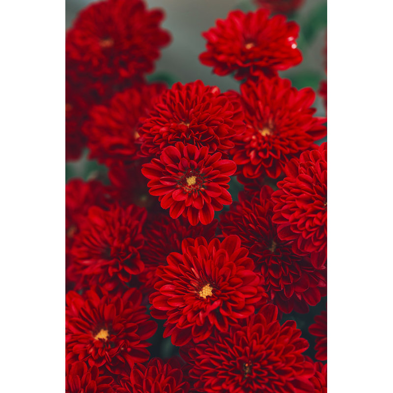 Chrysanthème fleurs - Photographie sur toile tendue, H 36 po x l 24 po