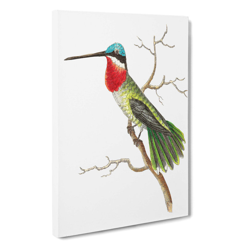Stripe-Cheeked Hummingbird by George Shaw - Wrapped Canvas, 50cm H x 35cm W x 3cm D
