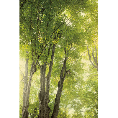 Towering Maples I by Elizabeth Urquhart - Wrapped Canvas Print