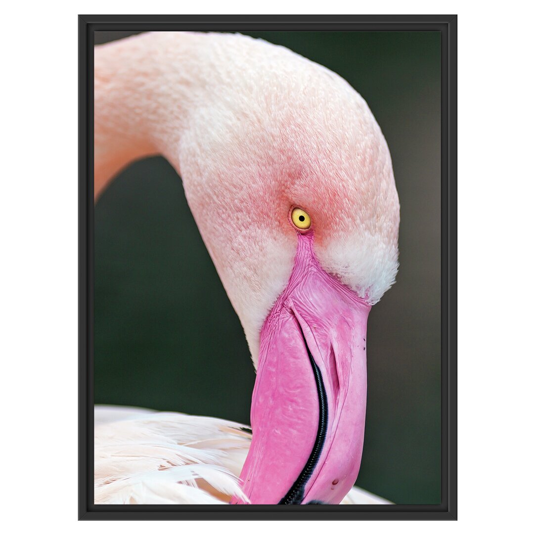 Gerahmtes Wandbild Flamingo beim Putzen