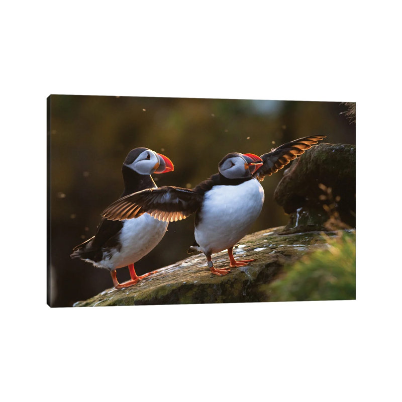 Puffins by Mateusz Piesiak - Wrapped Canvas Print, 20.32 cm H x 30.48 cm W