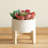 5.5'' Faux Succulent in Ceramic Pot-29552761