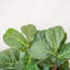 Faux Fiddle Leaf Fig Tree in Pot-165038864