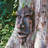 Faces in the Trees Spirit of Nottingham Greenman Tree Sculpture
