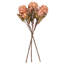 22 plantes-94734822