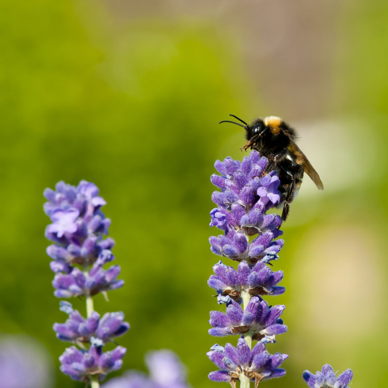 Tekoa Bumble Bee On Lavender - Wrapped Canvas Print, 30cm H x 30cm W x 3.8cm D