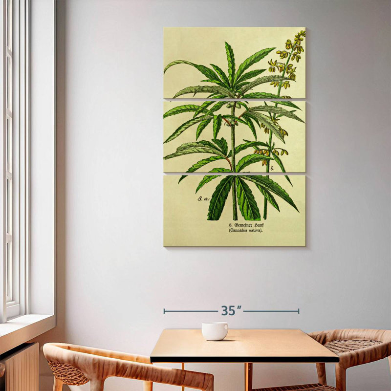Senne Victorian Style Cannabis