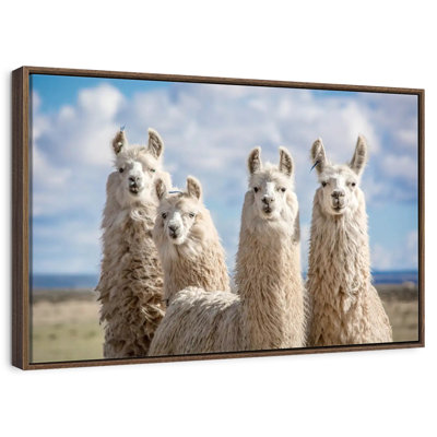 Lamas blancs moelleux