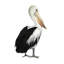 Art sur toile tendue Red Barrel Studio® Popp, Grace, Sea Bird IV 154391F-865151961