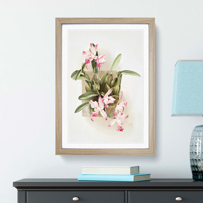Magnolia Flowers Illustration Tab. 10 by Frederick Sander - Picture Frame Painting Print, Oak, 76cm H x 50cm W x 2cm D