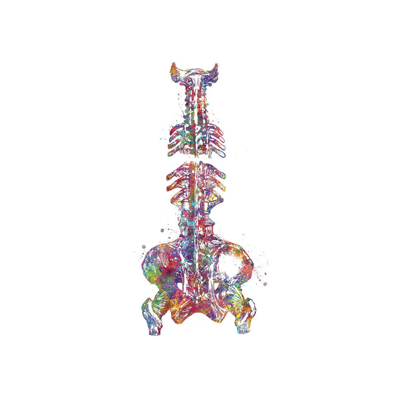 Spine Pelvis - Wrapped Canvas Print, 20.32 cm H x 30.48 cm W