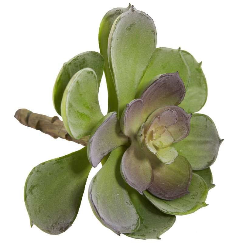 Ensemble de 12 plantes succulentes artificielles Echeveria, H 5 po x l 4 po x P 6 po, Vert