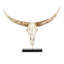 Décoration murale tête de crâne avec base bull