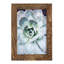 Pastel Succulent Beauty IV, reproduction d'art encadrée-251428980-251428989