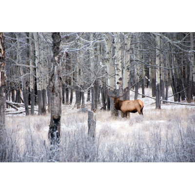 Large Bull by Wwing
