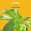 Costa Farms Indoor Monstera Deliciosa House Plant in 10-inch Décor Pot