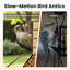Birdfy Smart