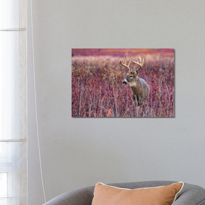 Fall Buck Deer by Eric Fisher - Wrapped Canvas Gallery-Wrapped Canvas Giclée