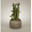 Faux Cactus Succulent in Clay Pot