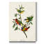 Pl 53 Finch peint, reproduction d'art sur toile tendue-201477760