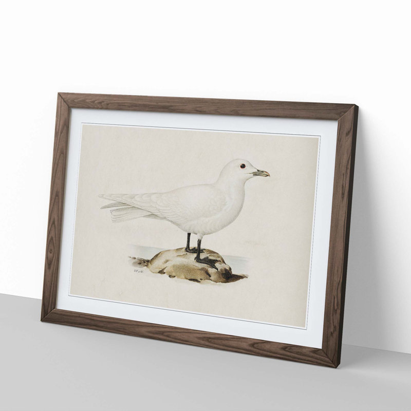 Ivory Gull by Von Wright - Framed Print, 27cm H x 36cm W x 2cm D, Walnut Framed