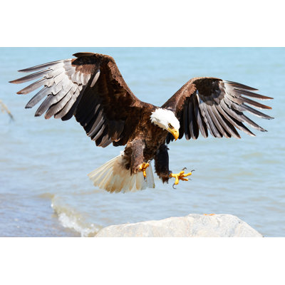" Bald Eagle "