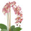 Pink Orchid Arranged in Gold Fiberstone Pot