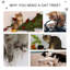 Northborough Cat Tree-61631333-61631334