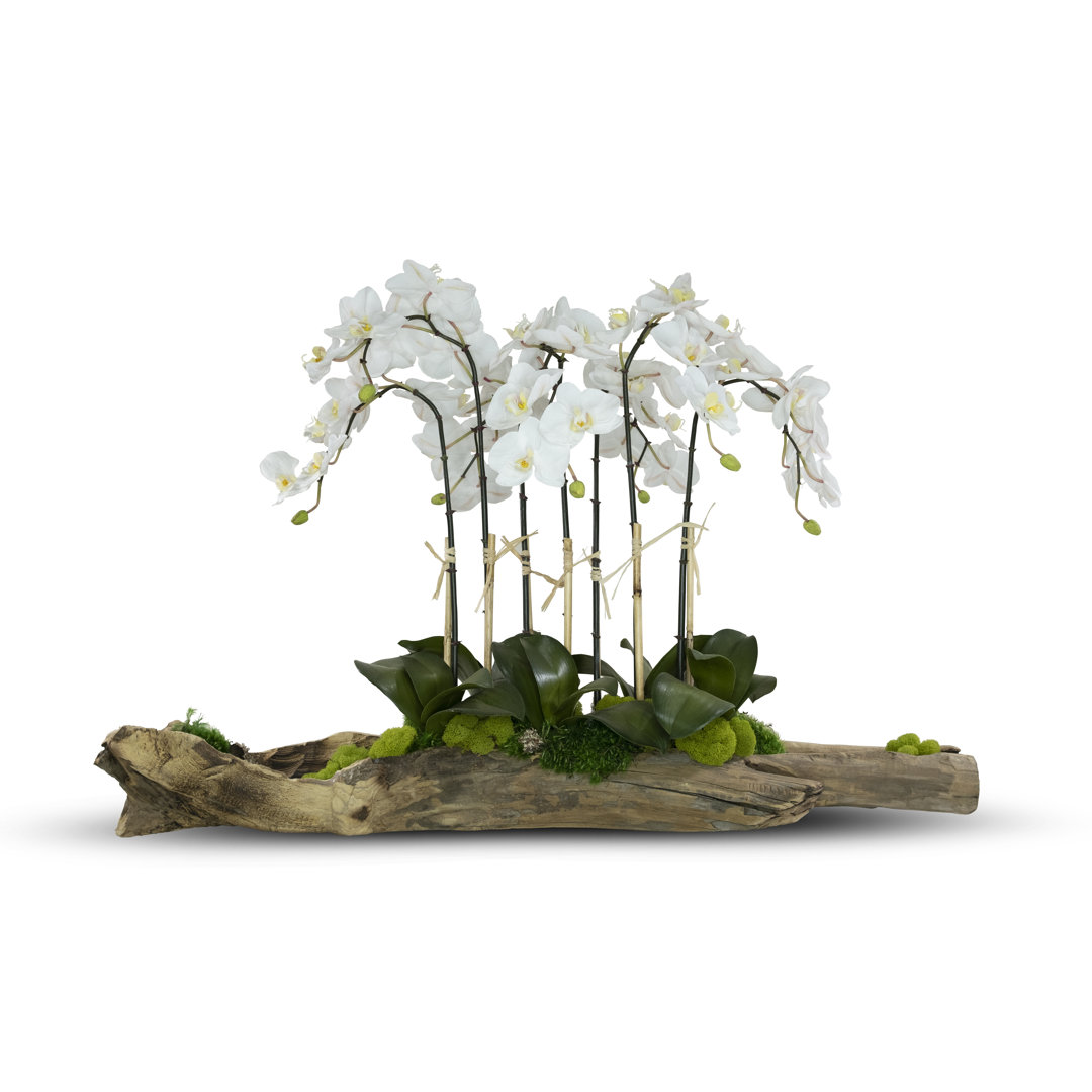 Orchid Arrangement T&C Floral Company