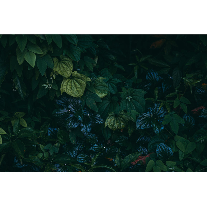 Jungle Leaves Background by Jasmina007 - No Frame Print on Canvas, 30cm H x 46cm W