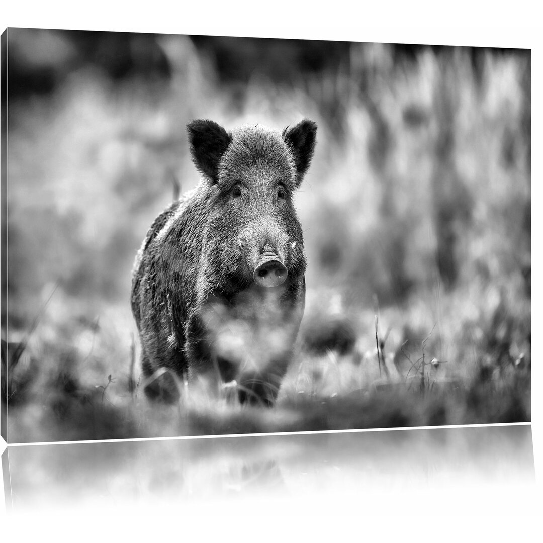 Leinwandbild Stolzes Wildschwein im Wald in Monochrom