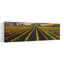 «Vibrant Autumn Vineyard Colorful Peaceful Tranquil Autumn Landscape», art mural-840797432