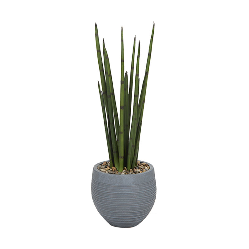 Snake Plant in Small Riband Planter