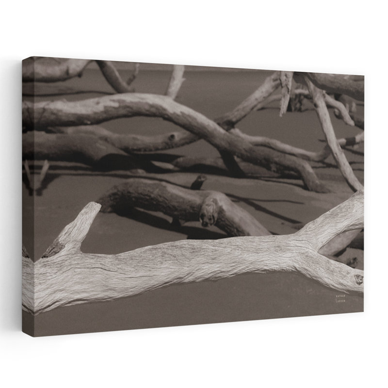 Georgia Driftwood II, bord de mer, noir, noir et blanc, gris, plage, noir, H 48 po x l 32 po