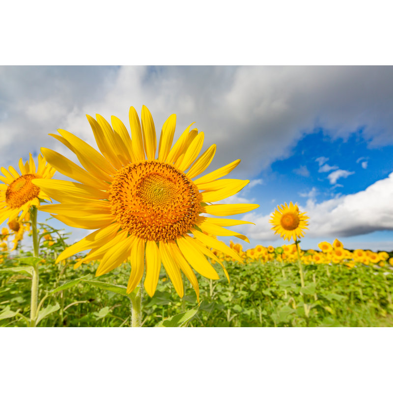 Sunflowers And Blue Sky by Taka4332 - Wrapped Canvas Print, 30cm H x 46cm W