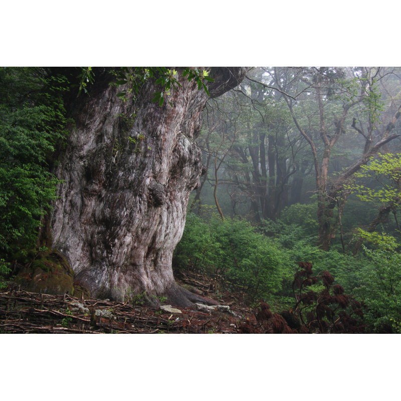 Jomon Sugi - Wrapped Canvas Print, 30cm H x 46cm W x 3.8cm D