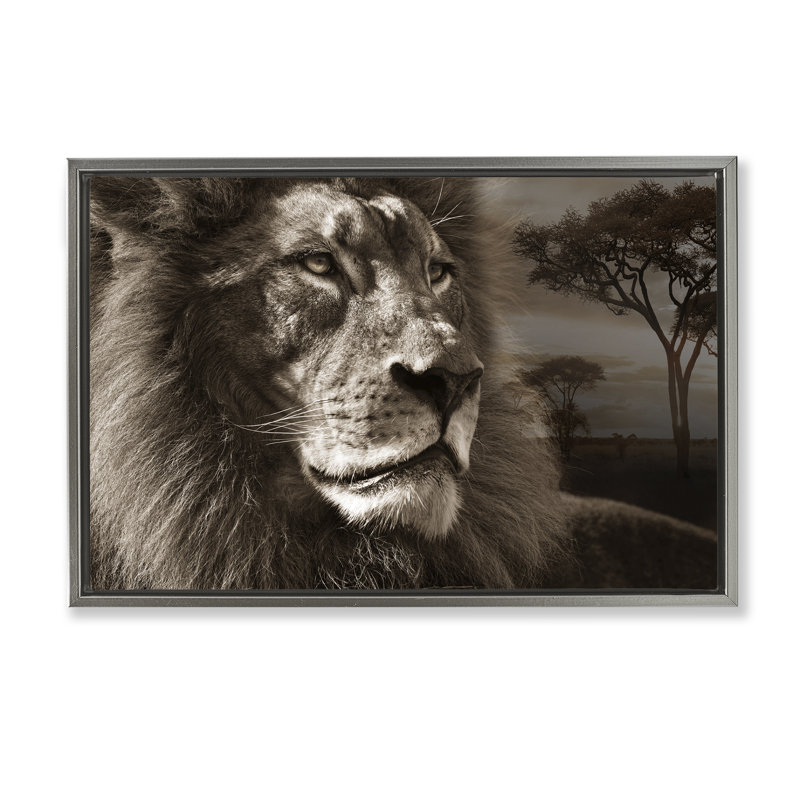 Portrait de lion sur la savane, Cadre flottant gris lustré, 17" H x 25" W