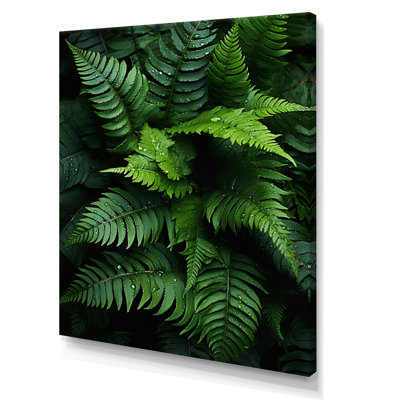 Delrico, fougères, plante, symphonie monochrome I