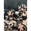 Oriental Area Rug in Black
