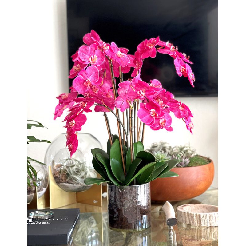 Orchidée en fleurs dans un vase, Rose