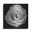 «A Love Lost» par Donnie Quillen-436655927
