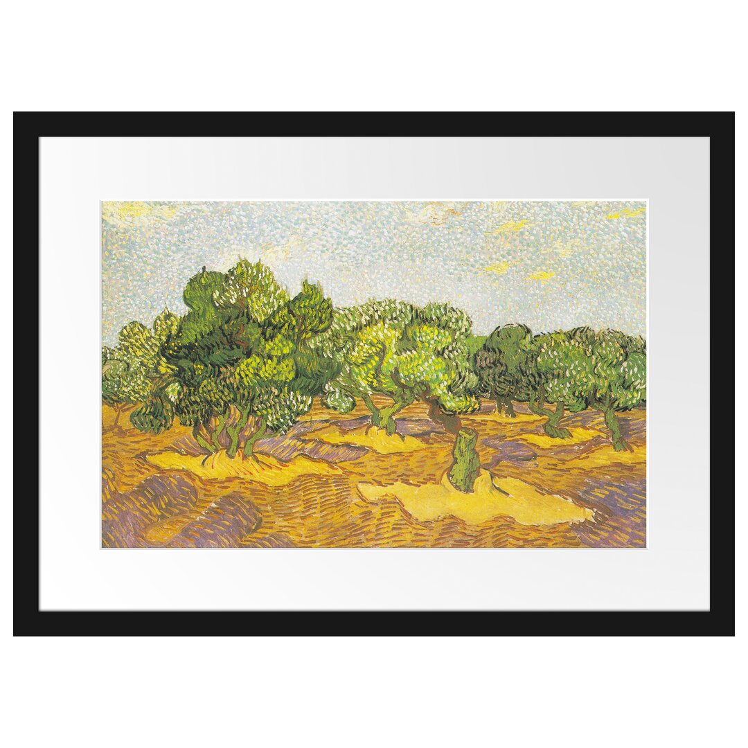 Gerahmter Kunstdruck Olive Trees II von Vincent Van Gogh