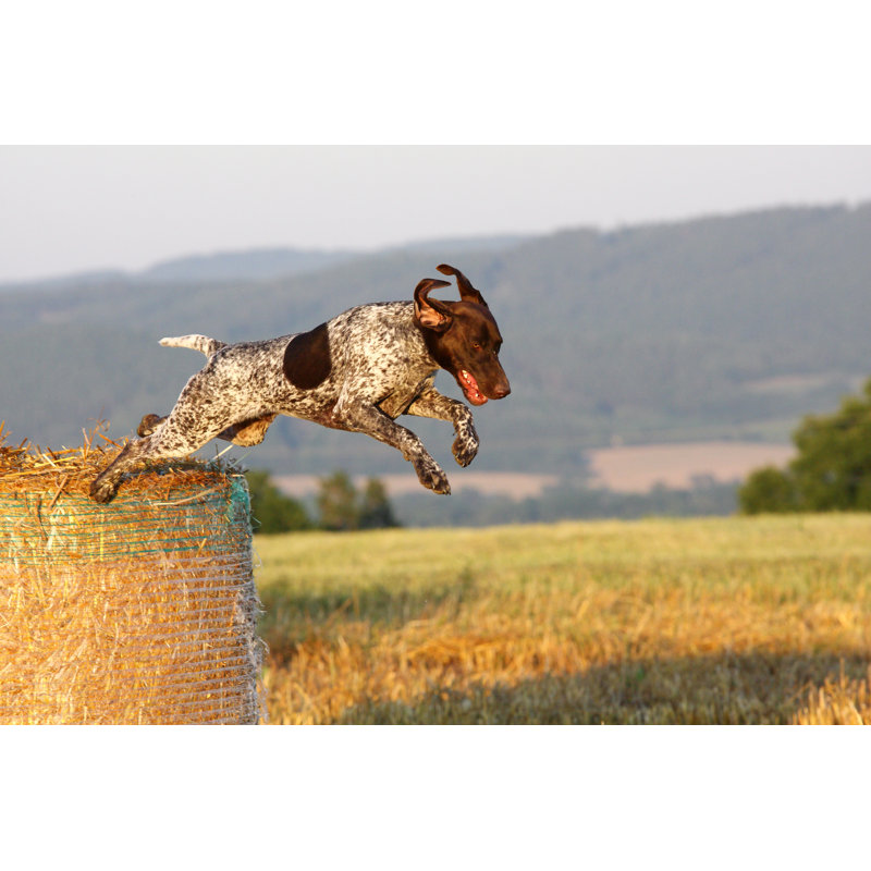 " German Shorthaired Pointer ", 20" H x 30" W