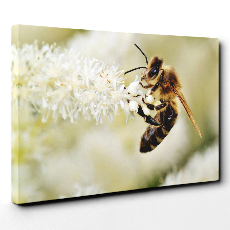 Bumble Bee Wrapped Canvas Print, 35cm H x 50cm W